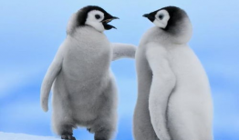 企鹅吃瓜爆料是真的吗,真相揭秘，是真是假？